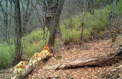 【西安生态日】首个“西安生态日”启动 秦岭生态情形保；；ひ刈